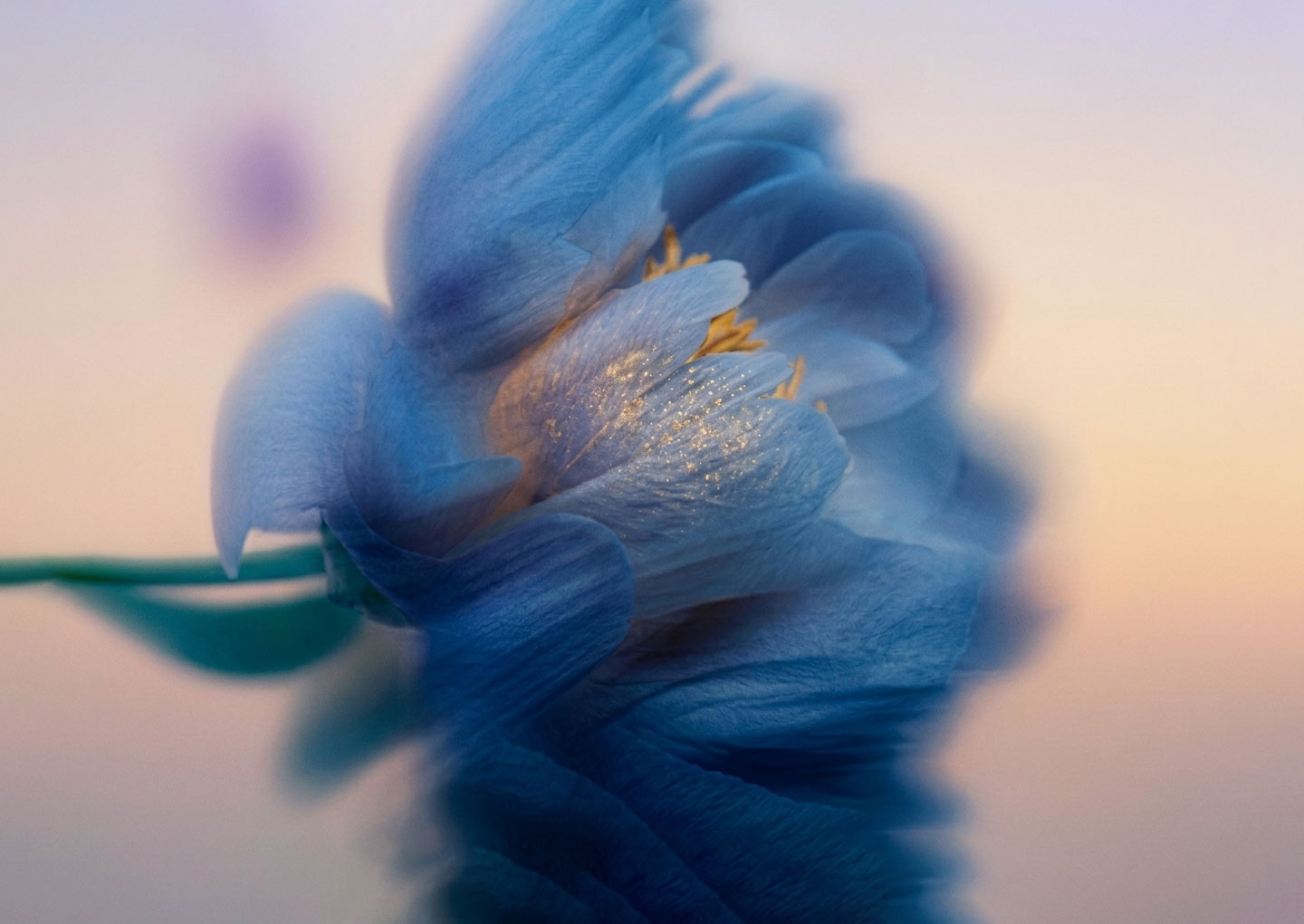 Flor azul al atardecer
